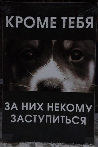 Новокузнецк - Помоги бездомным животным